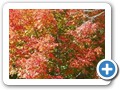 maine3